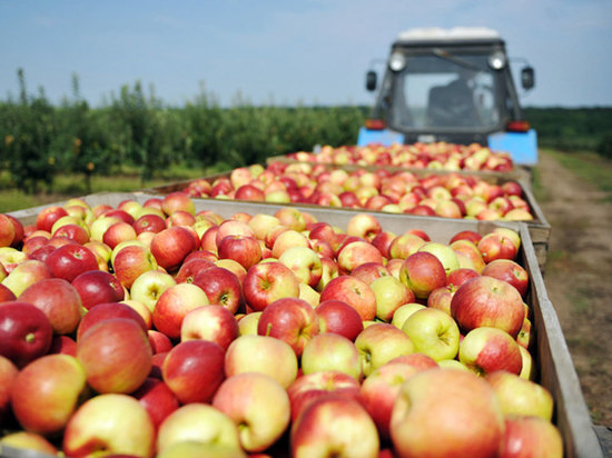 В Тамбовской области начали сбор ранних яблок