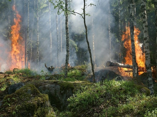 На Ямале не горят леса
