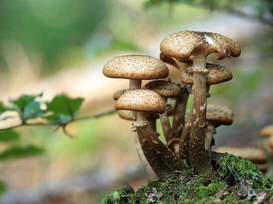 В Калужской области выявлены случаи  отравления грибами