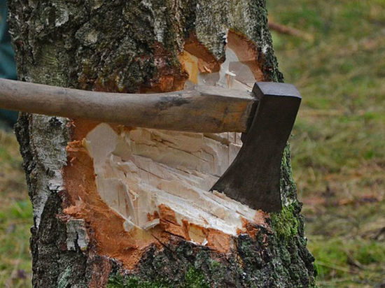 По факту вырубки деревьев в Сочи возбудили уголовное дело