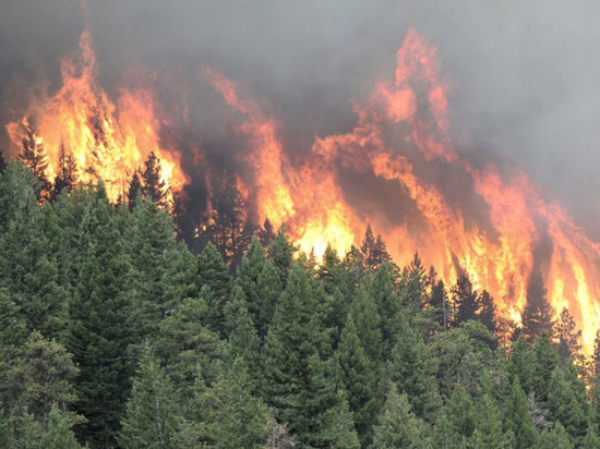 Югорские шаманы будут тушить лесные пожары