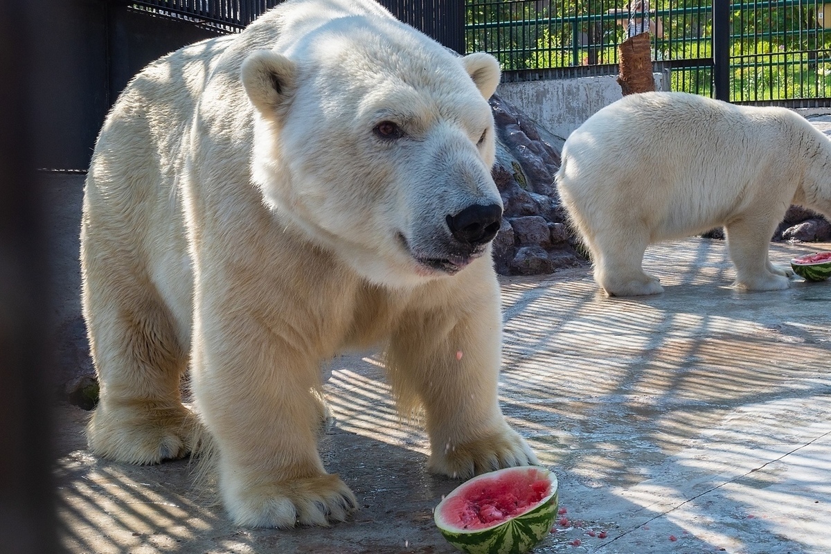 Роев ручей Красноярск белый медведь