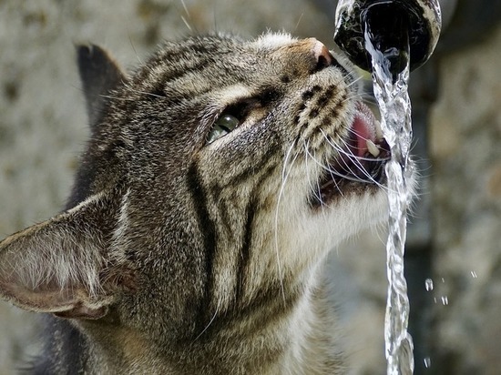 5 сигналов организма о том, что ему не хватает воды
