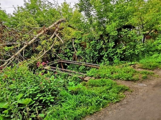По дороге в Чистые пруды в Кирове упали деревья