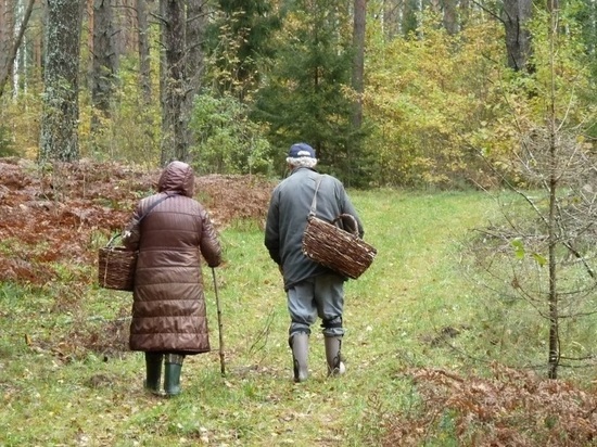 В Ярославской области пожилой грибник двое суток провел в лесу