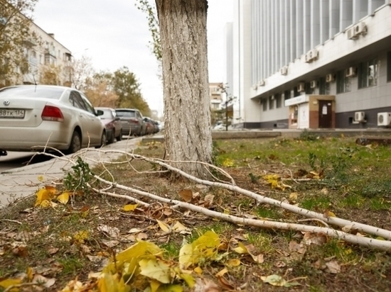 В Волгограде штормовой ветер валит деревья на автомобили