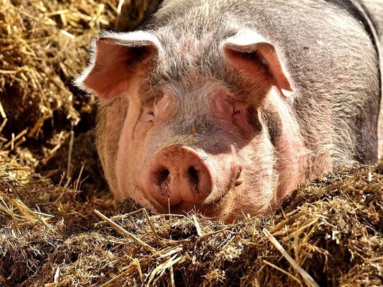 Африканскую чуму свиней выявили в Перевозском районе