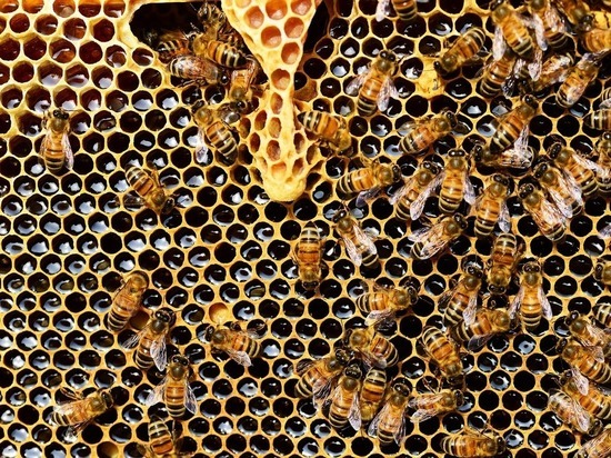 Массовую гибель пчёл обсудили в правительстве Калужской области