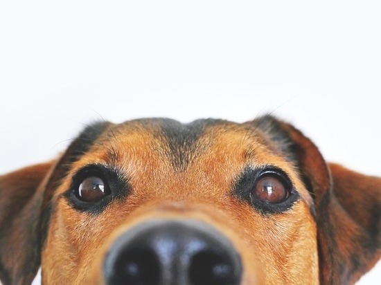 Объявлены сроки отлова бродячих собак в Лахденпохья