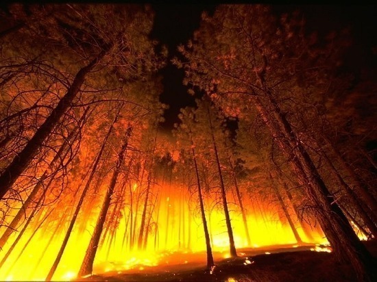 Лесных пожаров в ЯНАО нет