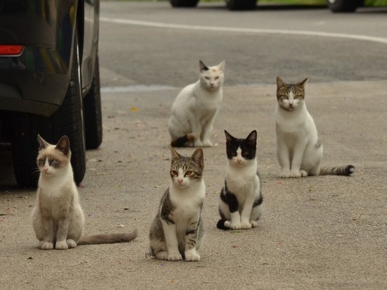 В Лабытнанги массово пропадают домашние кошки