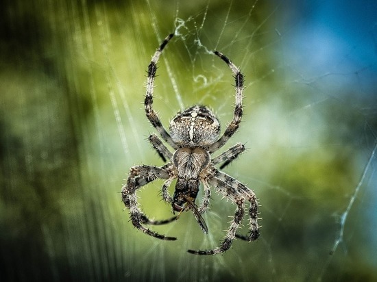 Житель Волгограда обнаружил в квартире гигантского паука