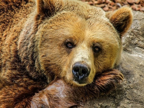 Один из выпущенных на волю в Псковской области медведей ушёл в Латвию
