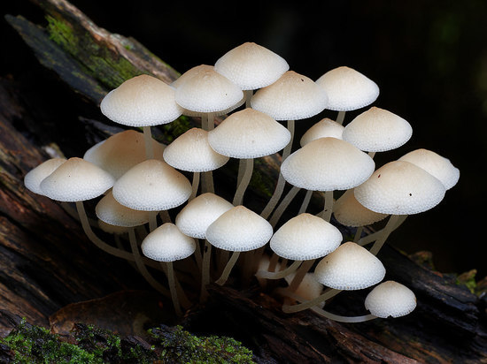  Трое липчан отравились грибами, один из них умер
