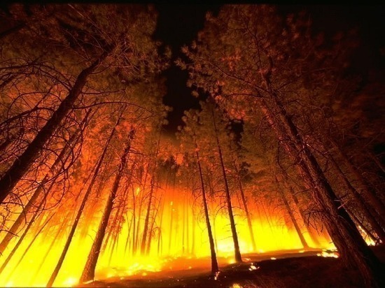 На Ямале нет действующих лесных пожаров