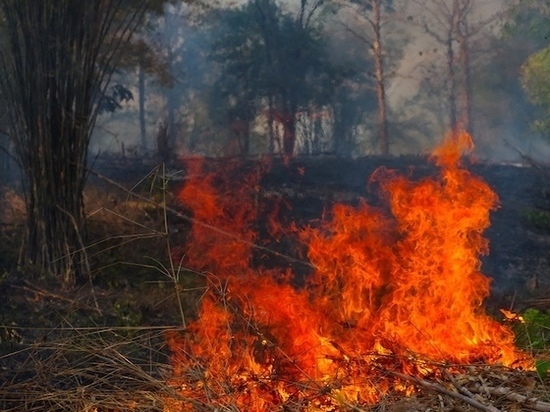  «Огня все больше»: в Greenpeace опровергли слова Усса об успешном тушении пожаров