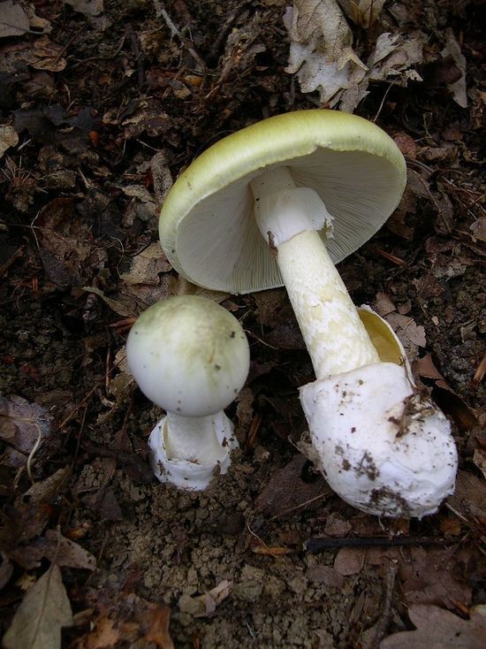 Двое воронежцев скончались от отравления грибами
