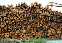 Нижегородские лесохозяйственные учреждения с 2020 года начнут реализацию древесины на торговой площадке крупнейшей в стране товарной биржи, сообщили на минувшей неделе в правительстве области