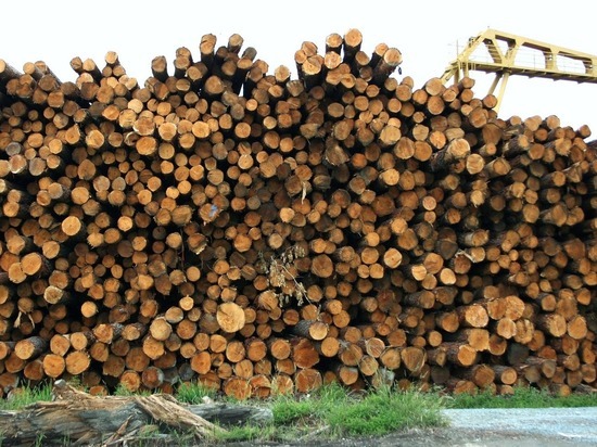 Нижегородские лесохозяйственники начнут реализацию древесины на бирже