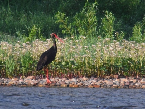 Житель Кузбасса запечатлел на фото краснокнижную птицу
