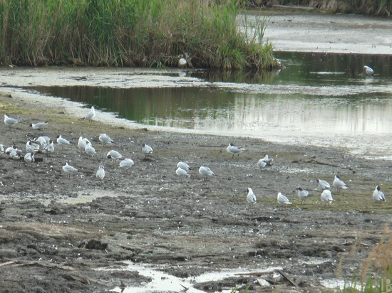Рязанскую Дикую Утку внесли в государственный водный реестр