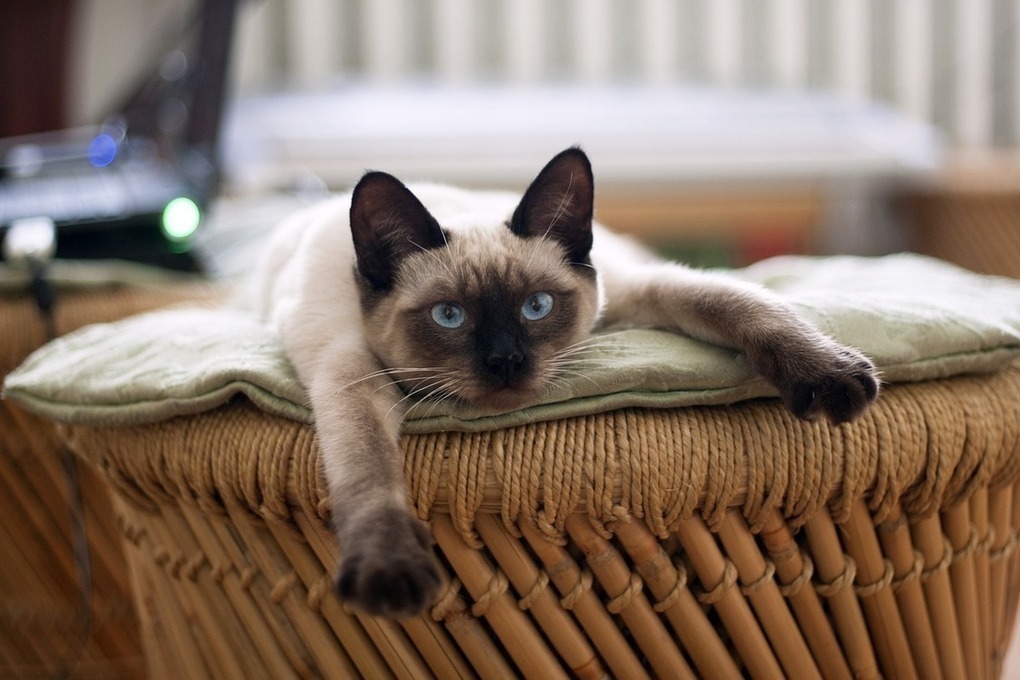 Сиамские коты