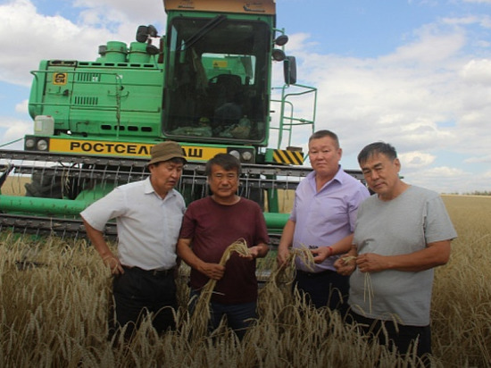 На полях Калмыкии завершается рекордная уборка урожая
