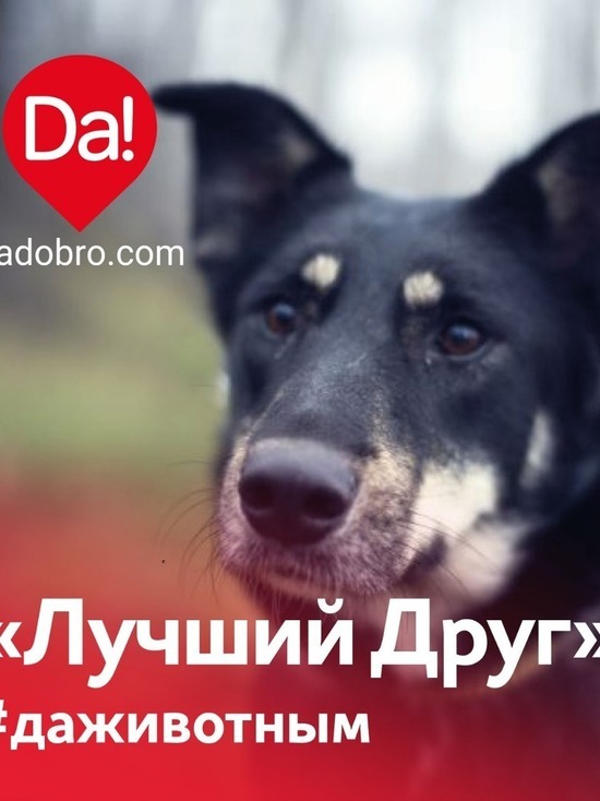 Рязанцев приглашают погулять с собаками из приютов
