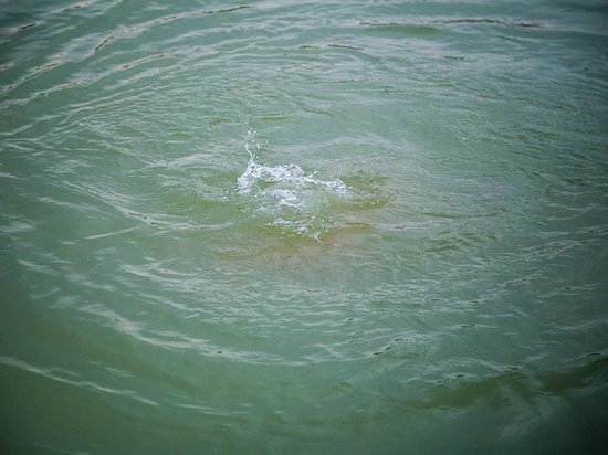 В Виноградовском районе в озере утонул малыш