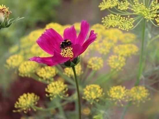 В Калужской области спасают пчел