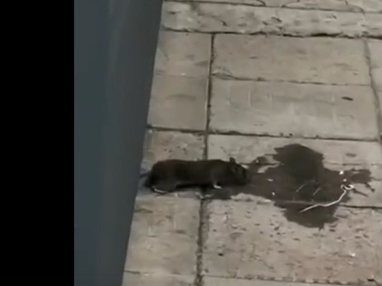 Оренбуржцы жалуются на тараканов и крыс в торговых точках