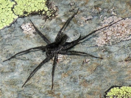 Новый вид паука-волка обнаружили на Алтае