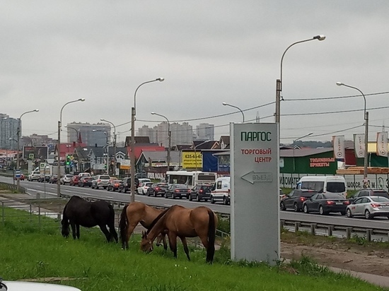Мирно пасущийся табун лошадей на Выборгском шоссе удивил петербуржцев