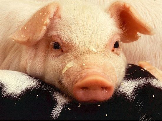Свиная чума приближается к Германии
