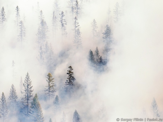 Greenpeace: площадь лесных пожаров в Сибири достигла максимума