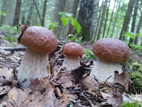 Тверская область вошла в число самых грибных мест России