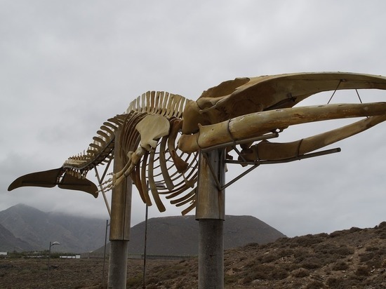 В Крыму нашли скелет прародителя китов возрастом 10 млн лет