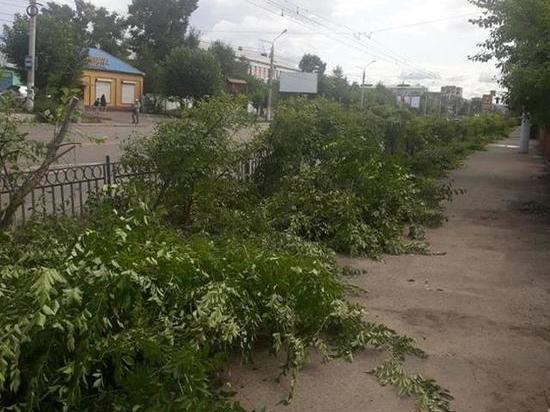 Кусты в районе сквера МЖК в Чите варварски обрезали - очевидцы