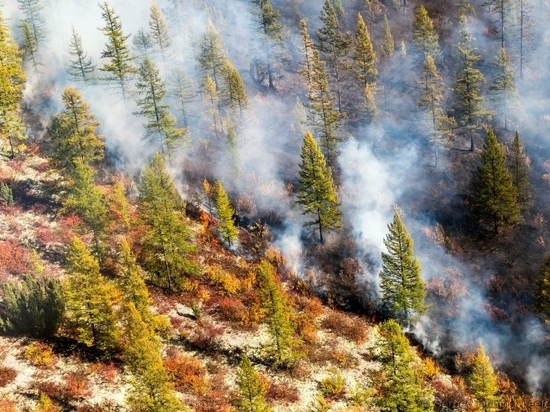 Медведев выделил краю 733 млн на тушение лесных пожаров