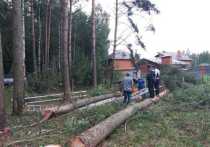Вырубка вековых деревьев в Раменском районе, против которой были категорически местные жители, закончилась трагедией