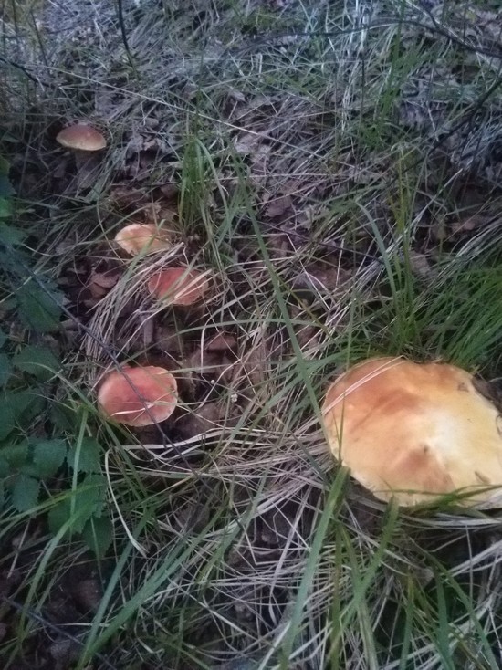 Богатое грибами место отыскал житель Нового Уренгоя