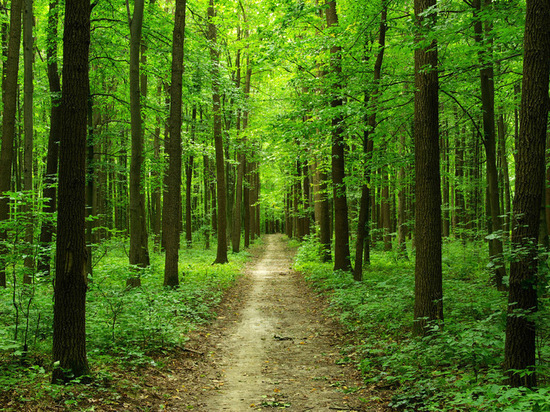 В 2019 году в Рязанской области выявили свыше 800 нарушений лесного законодательства