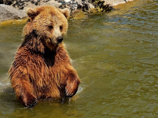 В Урюпинске медвежонок купался вместе с людьми в Хопре - видео