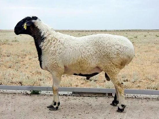 Калмыцкие курдючные овцы отправятся в далекую Тыву