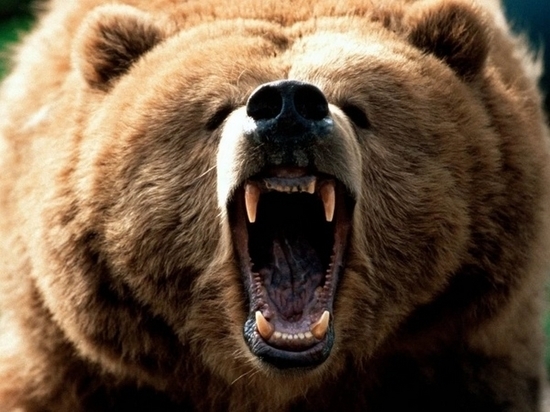 В Хабаровском крае медведь разрыл могилу и утащил покойника