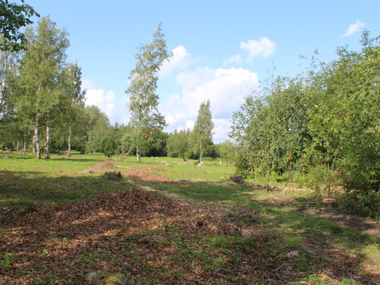 В петрозаводском парке появится площадка для тренировки собак и велодорожка