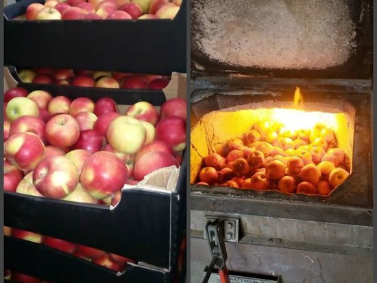 В Твери уничтожили яблоки без документов