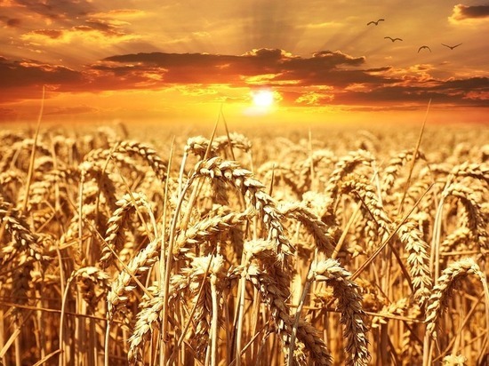 Аграрии Тульской области намолотили более 1 миллиона тонн зерна
