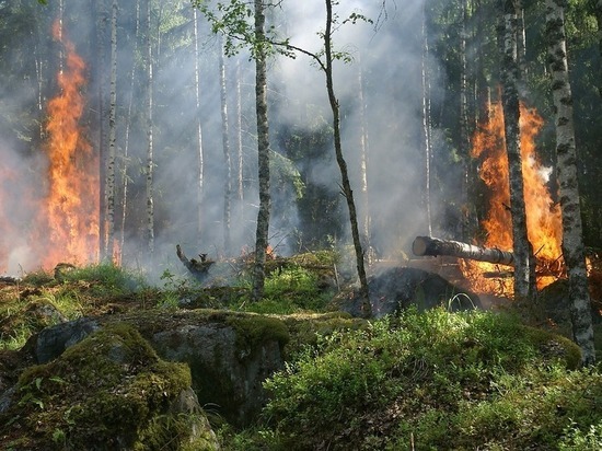 Более 77 миллионов рублей выделят на охрану лесов в Карелии