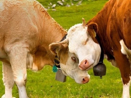 Вспышка бешенства среди коров зафиксирована в ЕАО